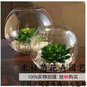 Bình thủy tinh siêu mỏng phần [bóng nhỏ] chai cho cây thủy canh - Vase / Bồn hoa & Kệ
