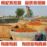 Zhongning Wuyan Dye Farm Wolfberry Gouqi Ningxia Turkic Wolfberry Origin Direct Sales 500G Бесплатная доставка