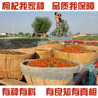 Zhongning Wuyan Dye Farm Wolfberry Gouqi Ningxia Turkic Wolfberry Origin Direct Sales 500G Бесплатная доставка