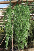 Nhựa mô phỏng hoa giả cây xanh treo tường trang trí hoa treo hoa lan cây nho mây - Hoa nhân tạo / Cây / Trái cây