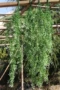 Nhựa mô phỏng hoa giả cây xanh treo tường trang trí hoa treo hoa lan cây nho mây - Hoa nhân tạo / Cây / Trái cây cây giả trang trí