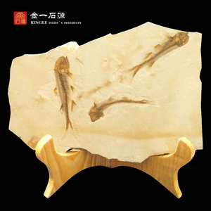 Западный лиаонинг Liaoning Wolf Ward Ward ископаемы