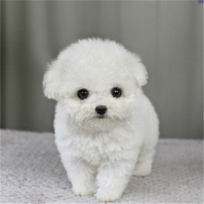 浙江杭州泰迪犬宠物纯种茶杯犬幼犬白色玩具型贵宾犬家养活体狗狗