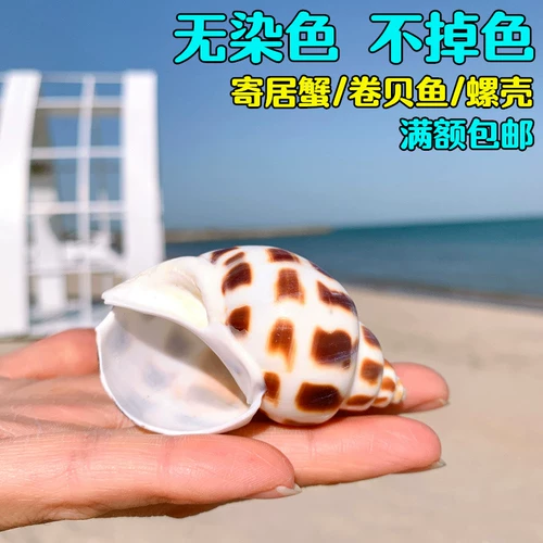 Dongfeng Snail Sparko Natural Conch Shell Tank Танк ландшафтный оболоч