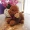 Mô phỏng Teddy Dog Doll Đồ chơi sang trọng VIP Dog Doll Ragdo Dễ thương Gối Quà tặng Cô gái - Đồ chơi mềm