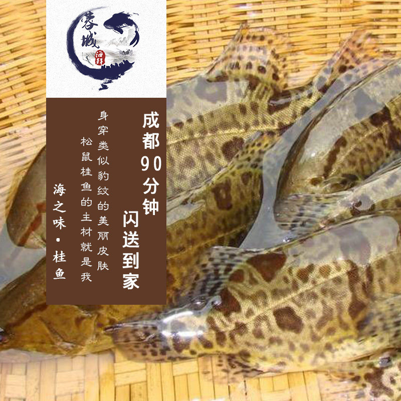 成都海鲜急送 鲜活 桂鱼 鳌花鱼 鳜鱼 一条1斤左右