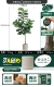 Новый Qinyan 76 листьев 140 см дай PP Pot Oate White