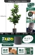 Новый Qinyan 96 листья 160 см дай PP Pot Gentleman Grey