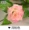 Mô phỏng hoa hồng mây nho cộng với hoa phong lá xanh hướng dương treo tường hoa giả ống sưởi ấm hoa trang trí hoa - Hoa nhân tạo / Cây / Trái cây