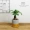 Cây may mắn trong chậu cây may mắn trong nhà nhỏ bonsai cây xanh tiền mặt cây bò phòng ngủ văn phòng máy tính để bàn trang trí - Trang trí nội thất