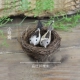 Маленькое гнездо+маленькая серая птица 2