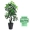 Cây giả cây giàu mô phỏng cây lớn sàn chậu trồng cây nhựa trang trí hoa giả mô phỏng phòng khách trong nhà cây xanh - Hoa nhân tạo / Cây / Trái cây cây nhựa trang trí