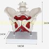Female pelvic pelvis bottom muscle and two lumbar vertebrae