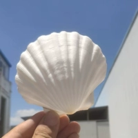 Натуральная раковина Big White Fan Shell Дети деть