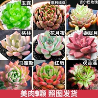 9 красивых мяса выпускается на картинке