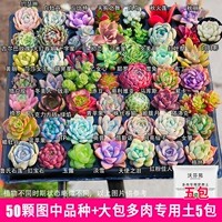 50 предпочтительных сочных фото волос+большая сумка почва