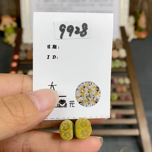 Шенши цветок маленький милый 9928