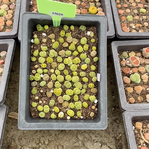 Шенши цветок маленький милый 15029