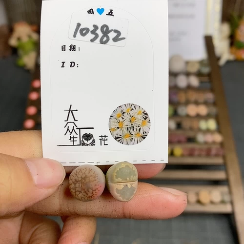 Shengshi Flower Little милый 10382