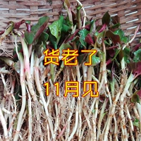 Дикие полосы Два фунта бесплатной доставки Sichuan Specialty Products в настоящее время копают свежие houttuynia crooqua sereslings