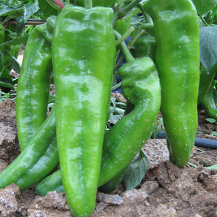 Большой фрукт коровий рог перец семена Садовый сад порода красный перец семена балкон комнатные Зеленый перец овощной семена