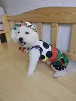 Обычная собака Kraft Paper