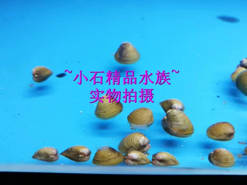Xiyu Золотые циклы Xiaohe Gong River Live пресноводные дикие домашние животные
