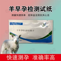5 Ранняя тестовая бумага для беременности овец