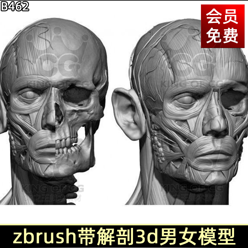 Zbrush人体骨骼解刨ZB人物角色3D模型带3D打印obj贴图ztl-cg男孩