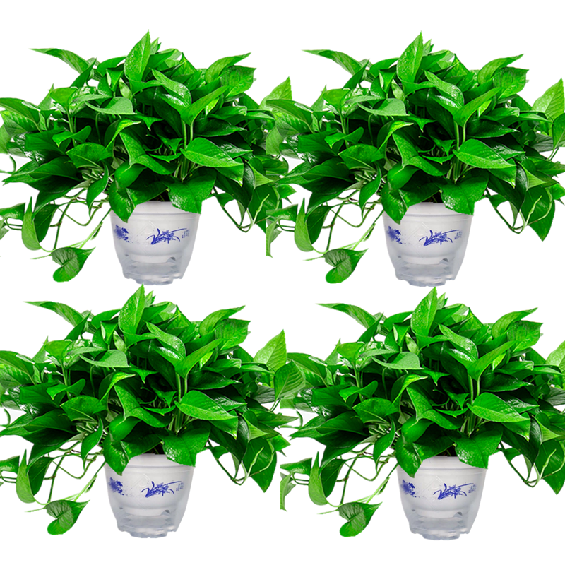  綠蘿盆栽室內植物吸甲醛進化空氣水培綠植懶人長藤大綠籮花卉