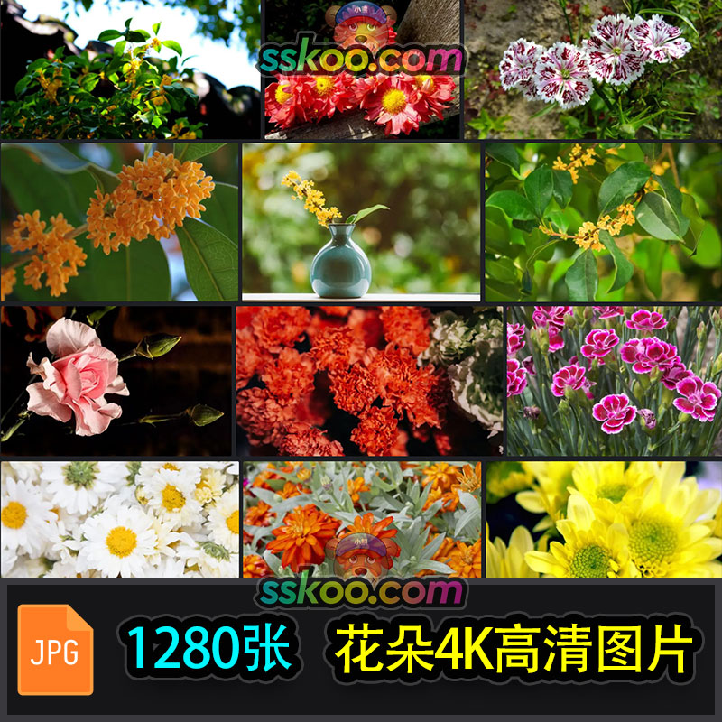 高清菊花桂花康乃馨花朵花卉摄影照片4K壁纸背景图片PS设计素材