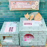 Бездомный кошачий гнездо весенний открытый дождь Простые открытые собачьи гнездо закрыто