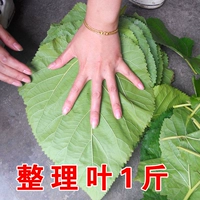 Сортировать настройку листьев шелковицы (аккуратные размеры)