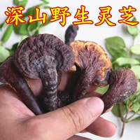 Shennongjia new Car Ganoderma lucidum whout lingzhi chi chi ganoderma wild deep ganoderma 500g Маленькая ганодерма не является запланированной