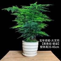 5-летние саженцы Вэньчжу [Черные полосы]