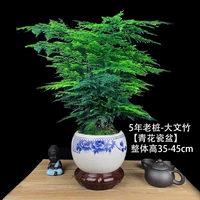 5-летние саженцы Вэньчжу [синий и белый фарфор]