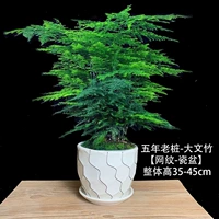 5-летние саженцы Вэньчжу [сетчатая картина]