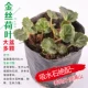 [金丝荷叶大盆多颗]