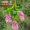 Hoa giả hoa giả hoa wisteria bó hoa tím đậu hoa nụ hoa mây lá đám cưới trang trí nội thất vòm nho - Hoa nhân tạo / Cây / Trái cây