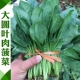109 Big Leaf Meat Spinach 500 грамм осеннего вещания специально
