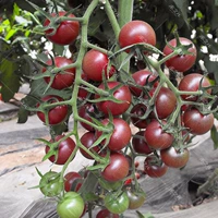 Маленькие пурпурные саженцы томатов 18 деревьев у