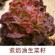 Purple Cream Lattuce 10G