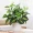 Mô phỏng củ cải xanh trong chậu và ngoài trời trang trí chậu nhựa cây hoa nhân tạo và cây trang trí mô phỏng thực vật trang trí - Hoa nhân tạo / Cây / Trái cây hoa đào giả