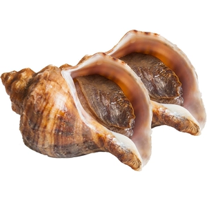 Раковина морская 100г-120/шт