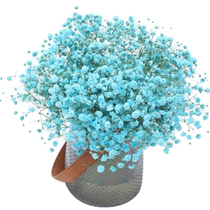 [Доставка на следующий день] Blue Dream Blue Gypsophila 1 упаковка [Предварительная продажа]