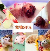 Pet Spa Viên sủi bọt có ga Cat & Dog Làm đẹp Đồ dùng làm sạch Dầu gội Dầu gội đặc biệt - Cat / Dog Beauty & Cleaning Supplies