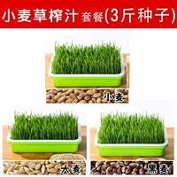 Пшеничная травяная травяная сета для семян (три фунта)