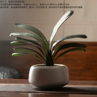 GZ1710 Clivia