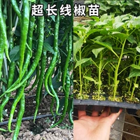 Рыжая коричневый