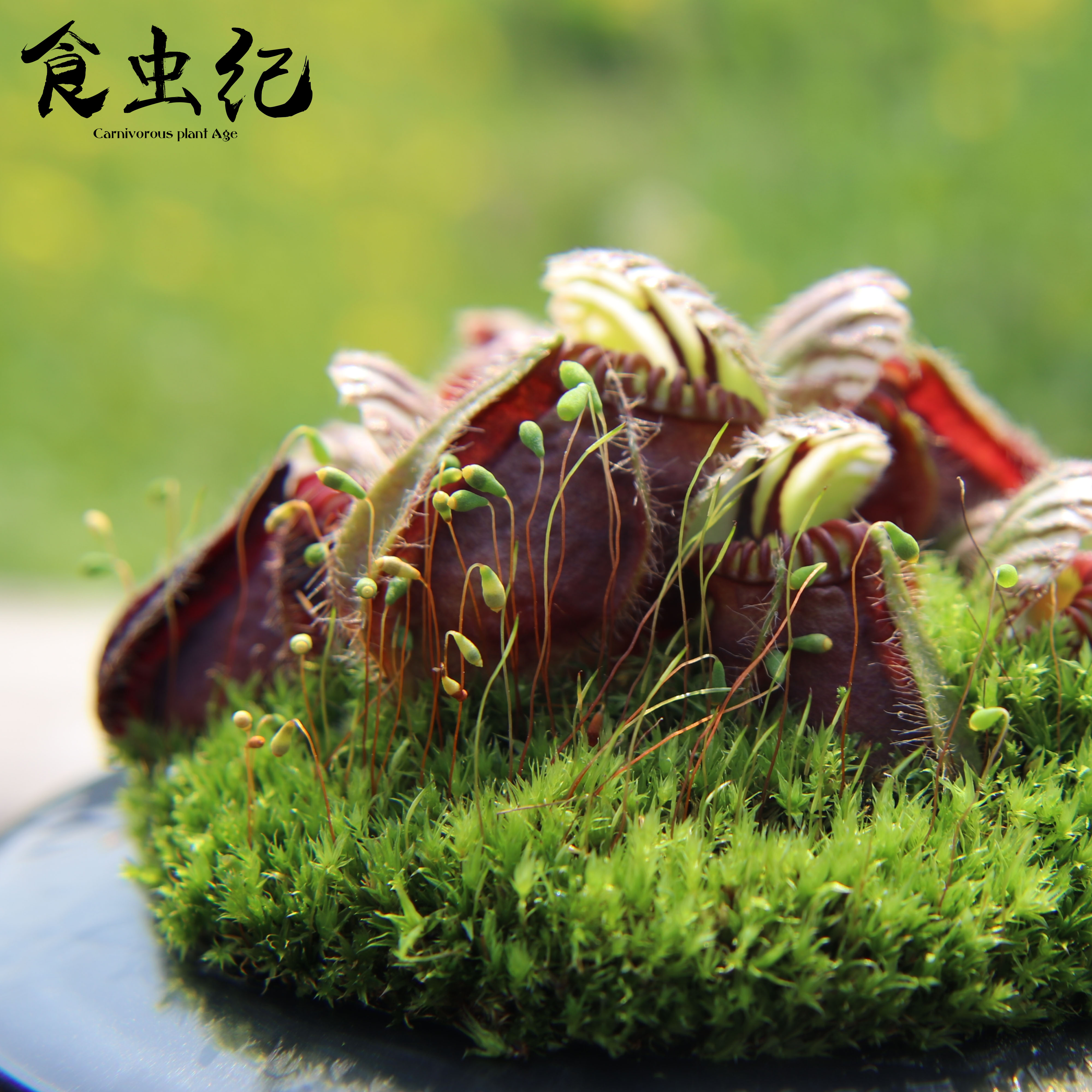 中国の家庭的な蒸し料理を提供する「蒸籠味坊」に蒸籠の使い方を教わったら驚きが満載だった - メシ通 | ホットペッパーグルメ